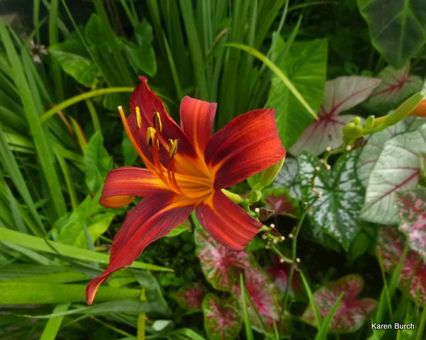 daylily red stripe seedling