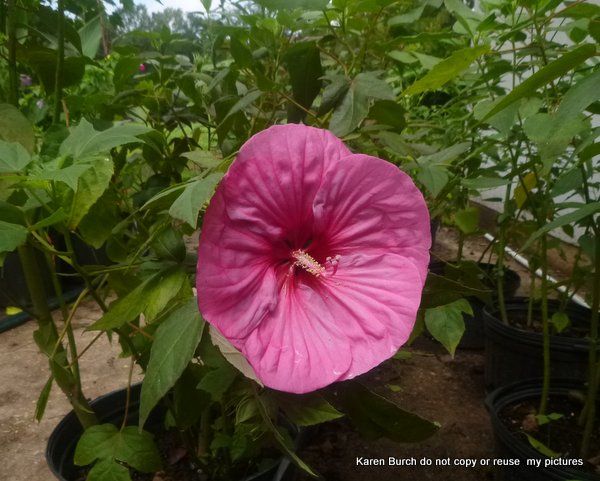 Hardy Hibiscus Rosy Pink with red center