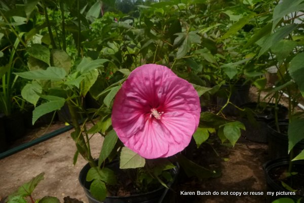 Hardy Hibiscus Rosy Pink with red center
