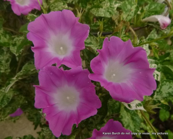 Japanese Morning Glory pink blooms miniature contracted variegated leaf