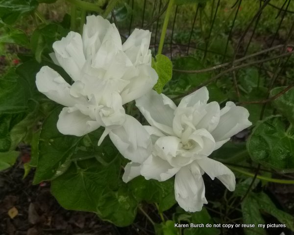 Japanese Morning Glory mutant white boton double blooms