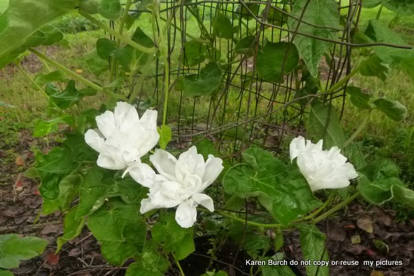 Japanese Morning Glory mutant white boton double blooms