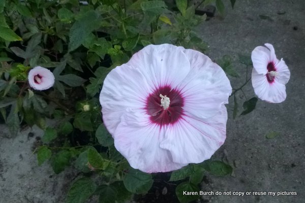 hardy hibiscus white pink shaded red radiating center oval leaf