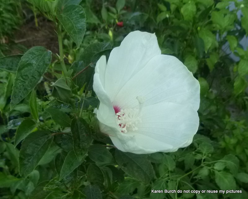 2 of 54 white bloom red center hardy hibisicus