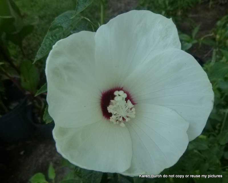 white bloom red center hardy hibisicus