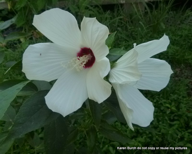 Hardy Hibiscis white with red center slender oval green leaves