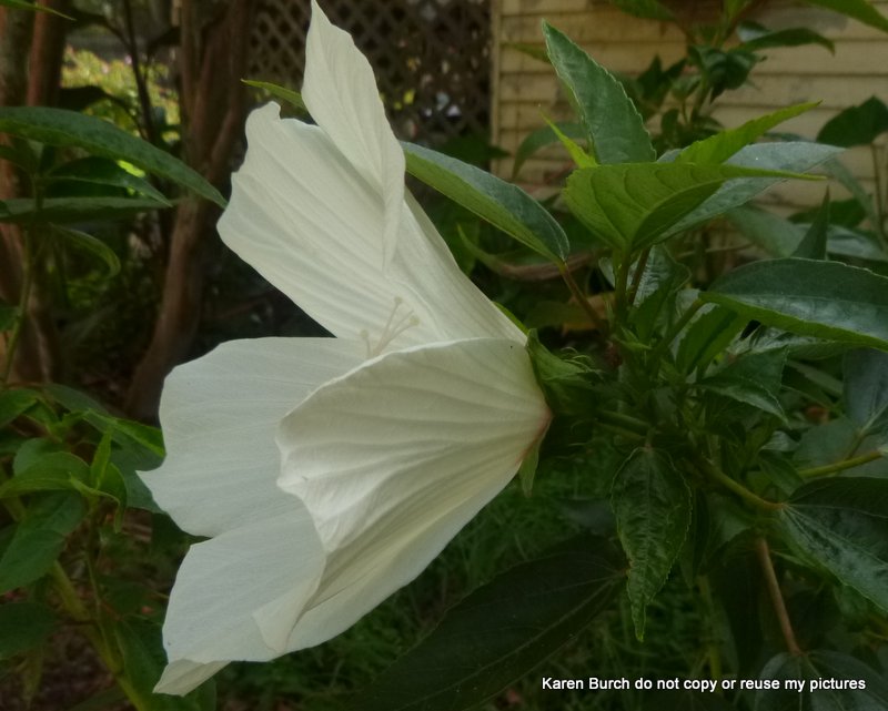 Hardy Hibiscis white with red center slender oval green leaves