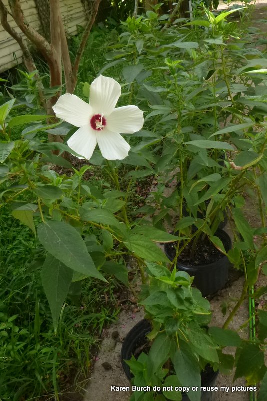 Hardy Hibiscis white with red center slender oval green leaves,crimson eyed white