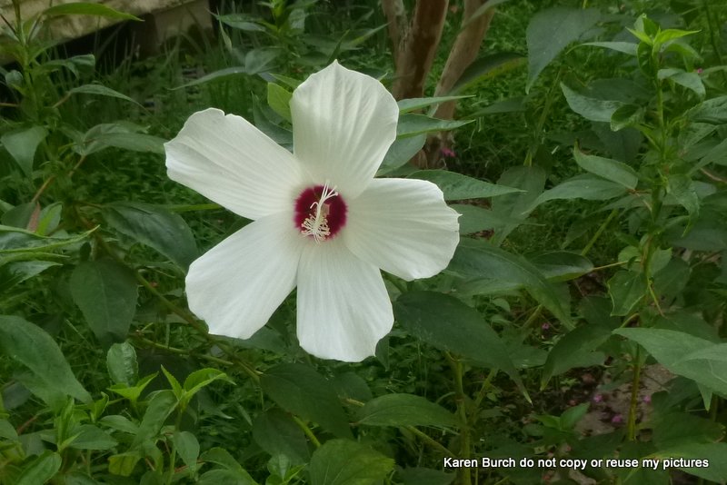 Hardy Hibiscis white with red center slender oval green leaves,crimson eyed white