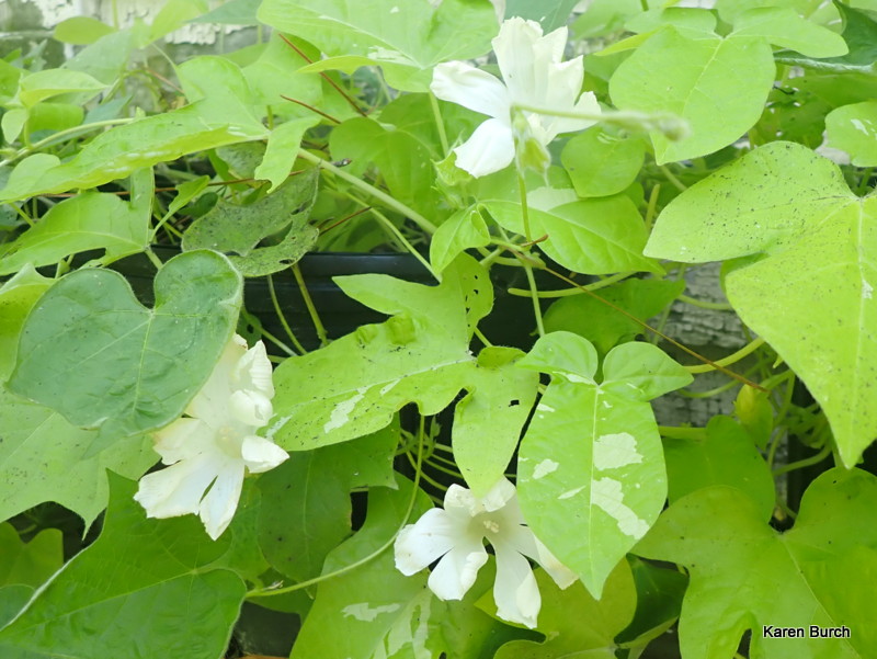 Japanese Morning Glory white split petal