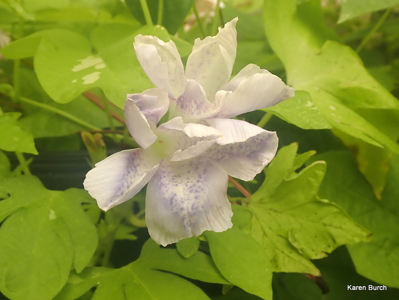 Japanese Morning Glory speckled split petal