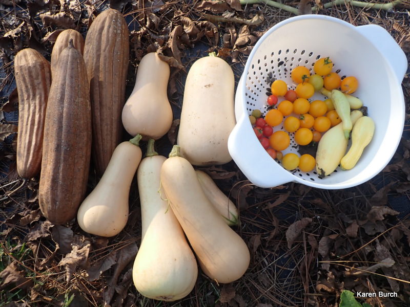 butternut squash and dry harvested luffa gourds