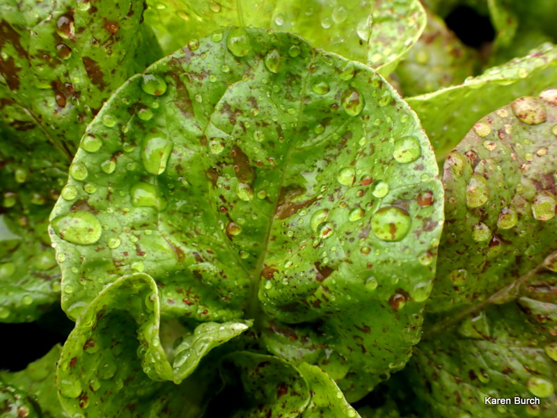 Lettuce Sanguine Ameliore 
 Strawberry Cabbage Lettuce