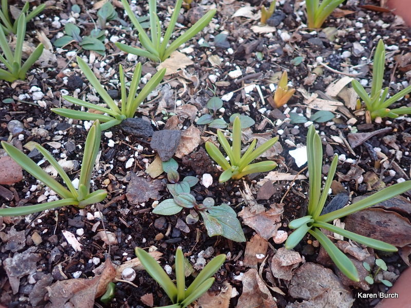 fall sown echinacea and grape hyacinth