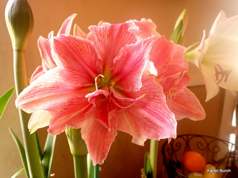 Close up of Sweet Nymph 