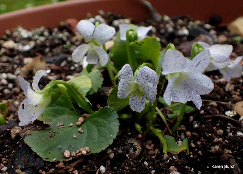 Freckles Viola Pansy