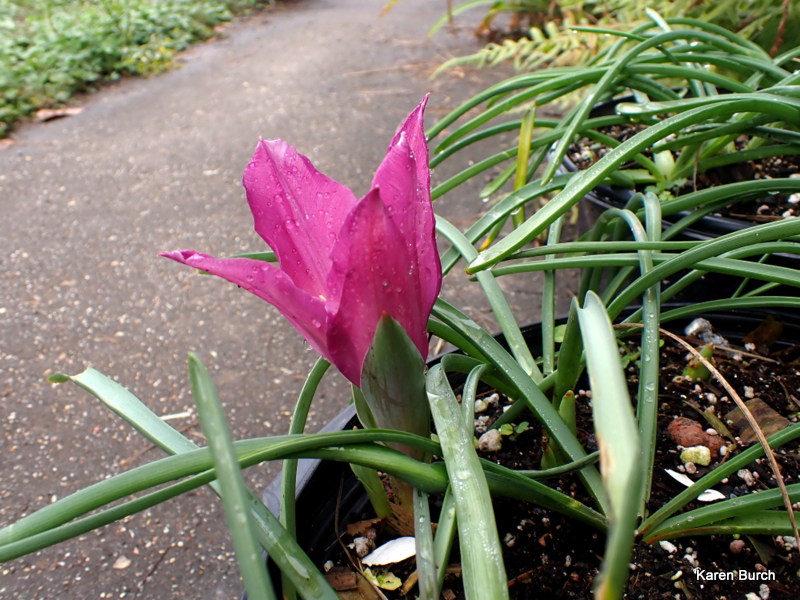 pink dwarf tulip
