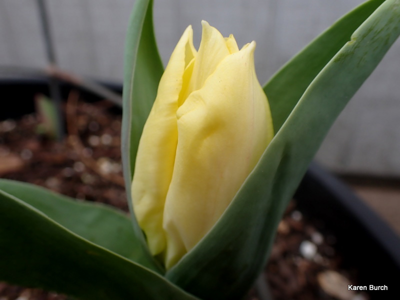Yellow Dwarf Tulip