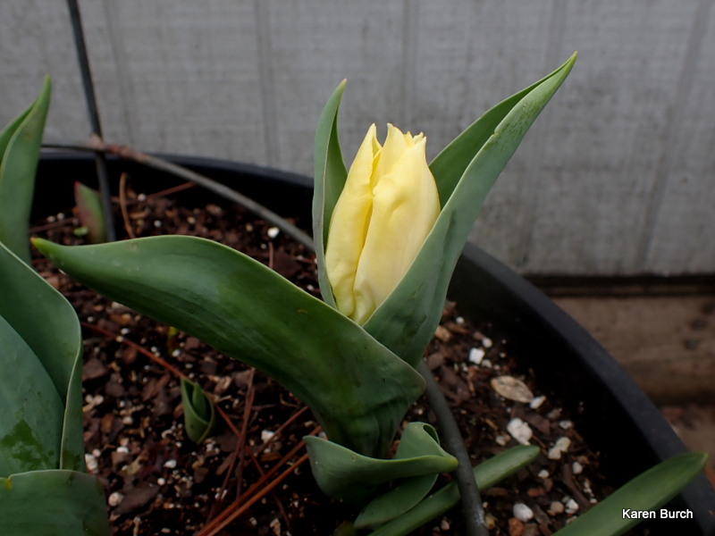Yellow Dwarf Tulip