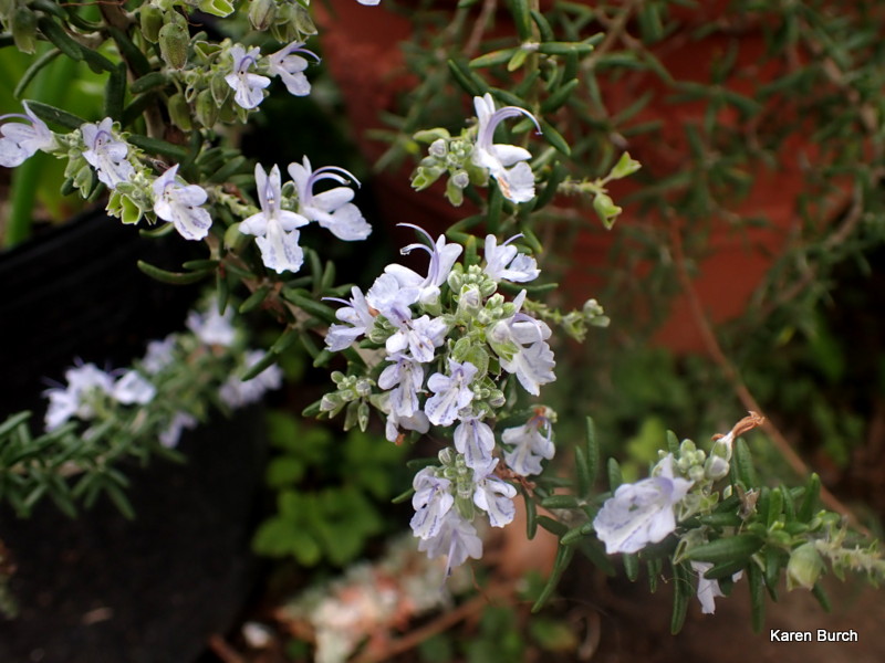 Trailing Rosemary