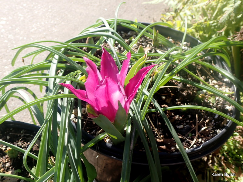 Pink Miniature Tulip