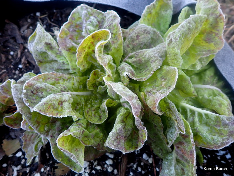 Sanguine Ameliore Strawberry Cabbage Lettuce frost tolerant