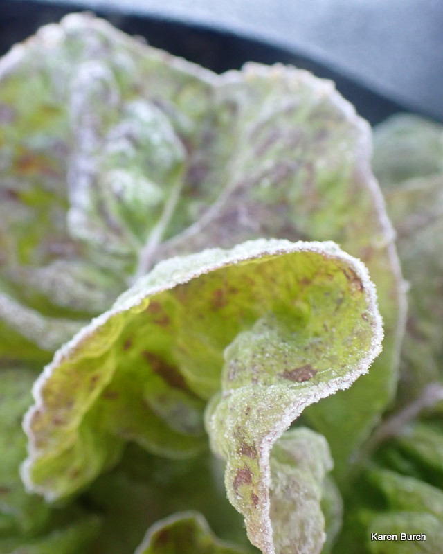 Sanguine Ameliore Strawberry Cabbage Lettuce frost tolerant