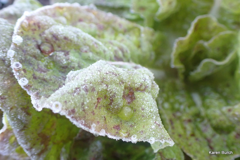 Sanguine Ameliore Strawberry Cabbage Lettuce frost tolerant