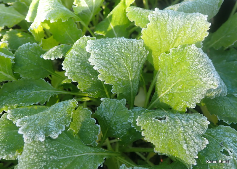 Turnip greens are frost tolerant