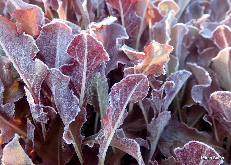 Red Loose Leaf lettuce is frost tolerant