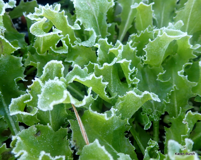 Endive lettuce is frost tolerant