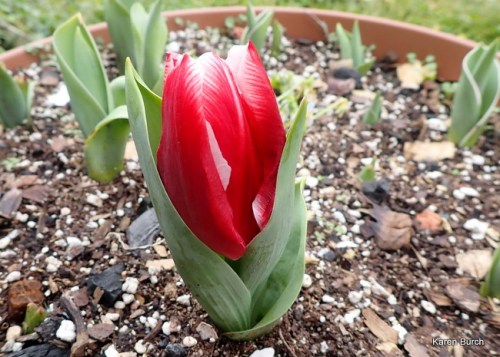 Budding tulips at this stage are vulnerable to frost damage