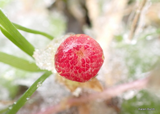 Wild Strawberry Covered in Ice