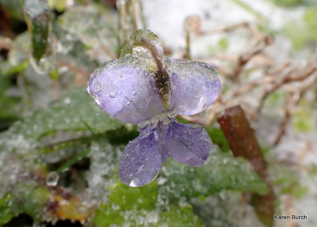 Wild Violet covered in ice