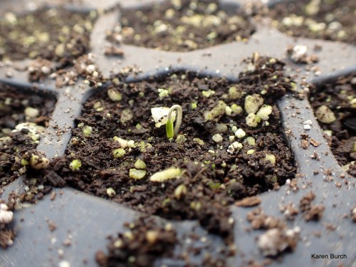 #2021SingleSeedChallenge Katana Hybrid Tomato Seedling