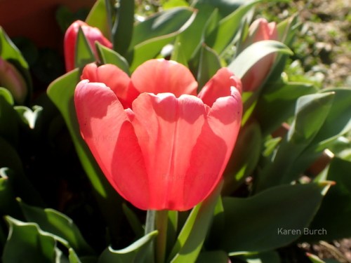 Bright Peach Tulip
