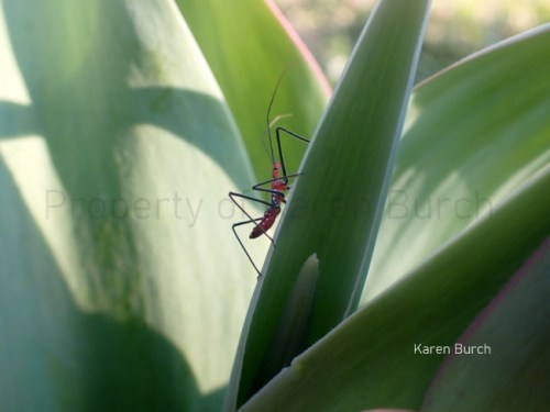 Milkweed Assassin Bug