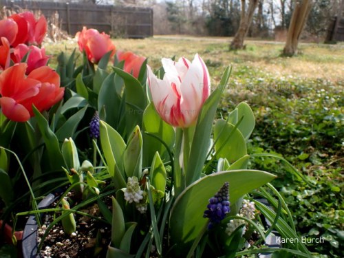Variegated Red and White Tulip