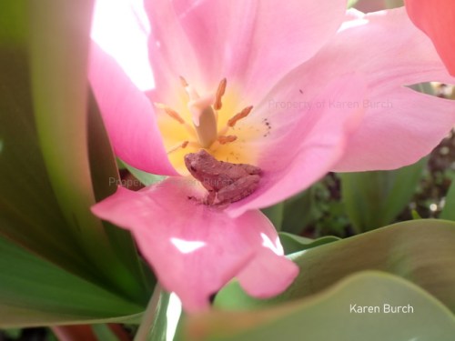 Tree Frog sitting inside of a pink tulip