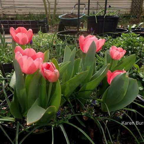 Guenivere Pink Jumbo Perennial Tulips