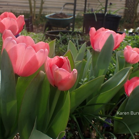 Guenivere Pink Jumbo Perennial Tulips
