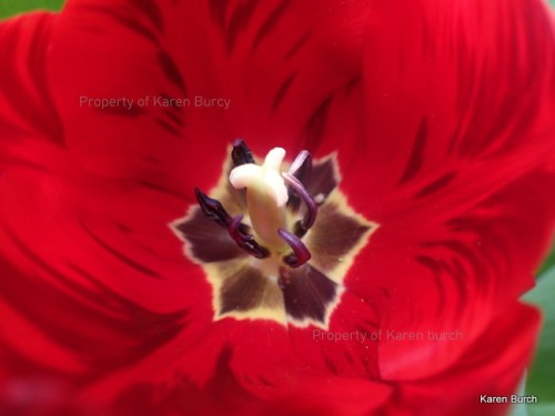 Variegated Tulip in burgundy and red