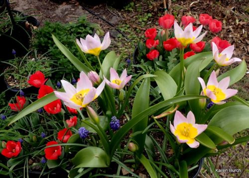 Tulipa bakeri 'Lilac Wonder' and Don Quichotte
