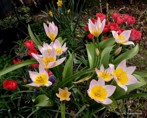 Tulipa bakeri 'Lilac Wonder' and Don Quichotte