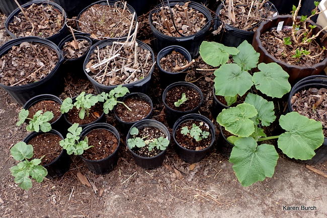 watermelon and pumpkin seedlings