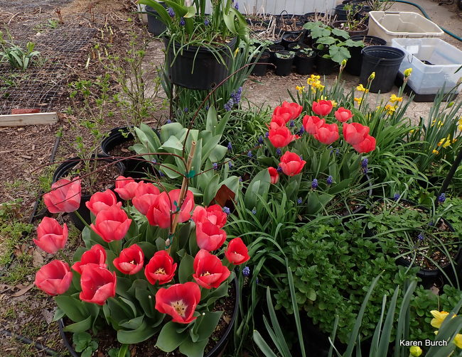Tulips Don Quichotte watermelon pumpkin seedlings