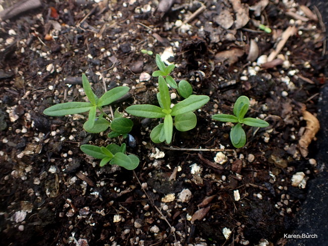 Butterfly Milkweed Asclepias incarnata