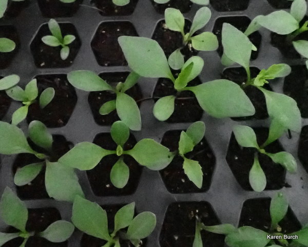 Dahlia Tray of Seedlings