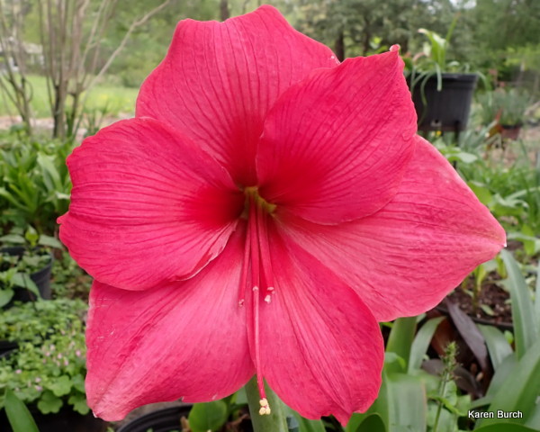 Amaryllis Pink Surprise