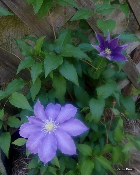 Clematis H.F. Young
